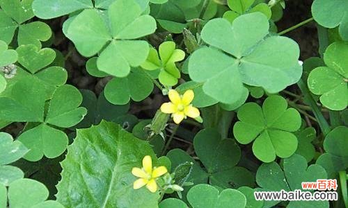 探寻幸运与希望的绿色宝藏 三叶草的寓意与花语