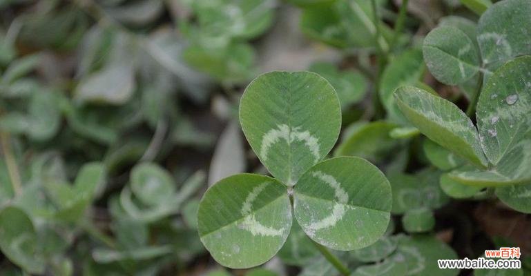 寻找四叶草的乐趣与意义 三叶草