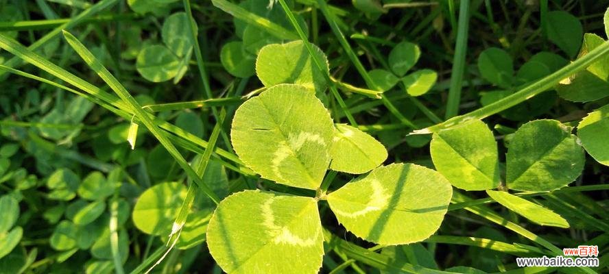 寻找四叶草的乐趣与意义 三叶草