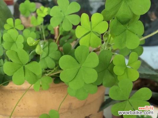 寻找四叶草的乐趣与意义 三叶草