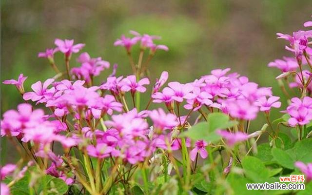 探寻幸运与希望的象征 三叶草花语的神秘力量