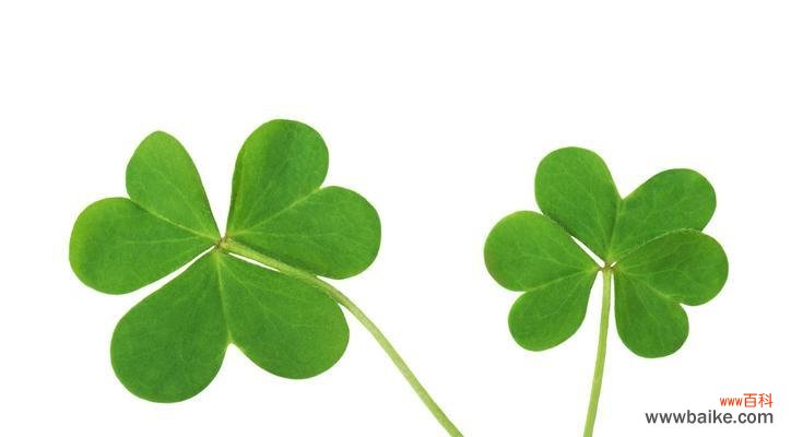 探寻三叶草的意义与传说 三叶草的寓意与象征意义