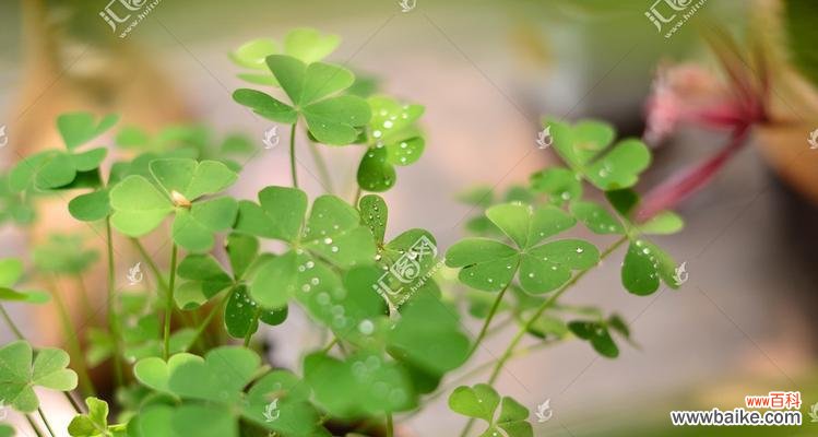 探寻三叶草的意义与传说 三叶草的寓意与象征意义