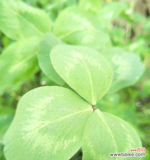 揭秘三叶草的神奇魅力 三叶草的花语