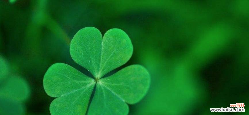 揭秘三叶草的神奇魅力 三叶草的花语