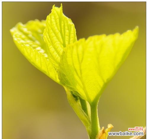 一棵桑树的成长历程与人生启示 桑树的寓意和象征——生命、坚韧与希望