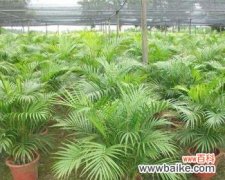 探索散尾葵的内涵 以散尾葵的寓意与生命奋斗之美