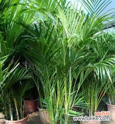 探索散尾葵的内涵 以散尾葵的寓意与生命奋斗之美