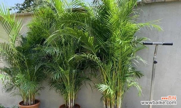 揭秘散尾花的花语 散尾花的花语探析