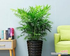 揭秘散尾花的花语 散尾花的花语探析