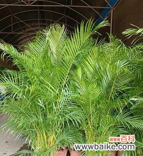 揭秘散尾花的花语 散尾花的花语探析