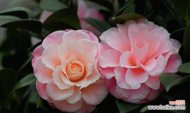 探寻山茶花的神秘语言 山茶花的花语与意义