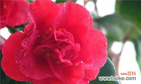 探寻山茶花的神秘语言 山茶花的花语与意义