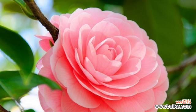 探寻山茶花的神秘语言 山茶花的花语与意义