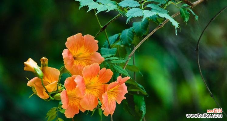 诠释自由爱情的傲慢之花 凌霄花