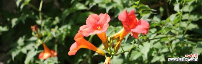 诠释自由爱情的傲慢之花 凌霄花