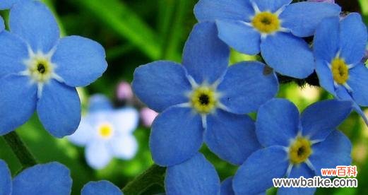 以琉璃翠花的花语及象征意义 以琉璃翠的花语——青春与希望