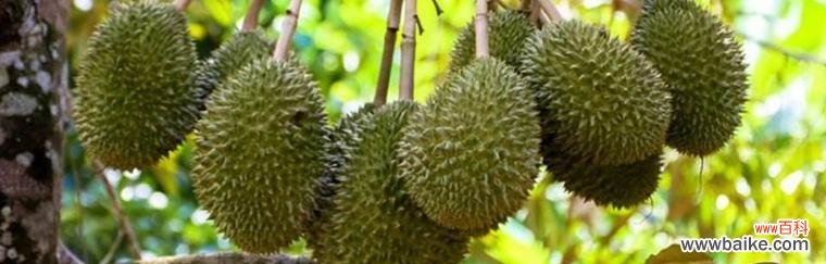 探寻榴莲的独特象征意义 榴莲