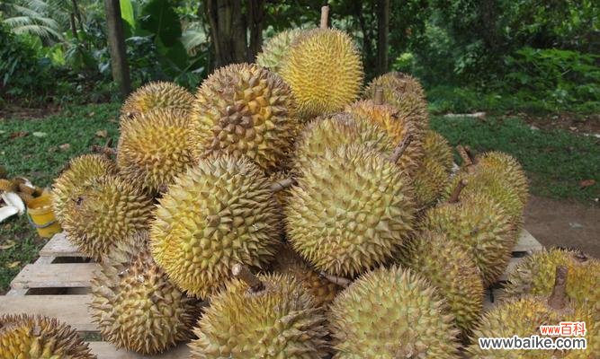 探寻榴莲的独特象征意义 榴莲