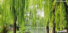 生机勃勃的柳树 柳树的寓意与象征风水