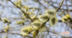 揭示柳树开花的祥瑞之兆与福运源泉 以柳树开花的风水寓意