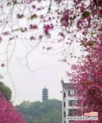 柳州市花洋紫荆的历史 柳州市花洋紫荆的象征与寓意