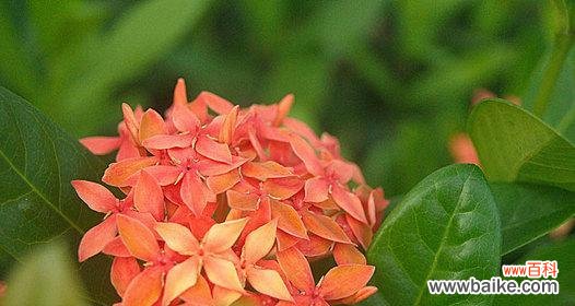 揭开龙船花的秘密 龙船花风水的奇妙寓意与作用