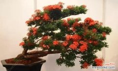 揭开龙船花的秘密 龙船花风水的奇妙寓意与作用