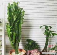 揭秘龙骨花的吉祥寓意与神秘作用 龙骨花风水之谜