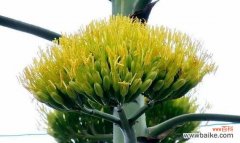 探寻龙舌兰的神秘力量 龙舌兰的寓意与象征风水