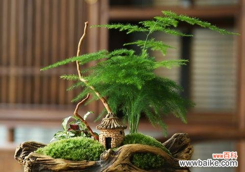 龙头竹的寓意与生活中的摆放位置选择 龙头竹的风水寓意与摆放位置