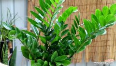 龙头竹的寓意与生活中的摆放位置选择 龙头竹的风水寓意与摆放位置