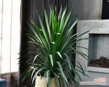 探究龙须树的独特风水之道 龙须树的风水作用与寓意