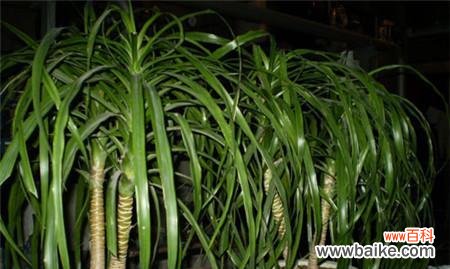 探索龙血树的风水禁忌与摆放技巧 龙血树