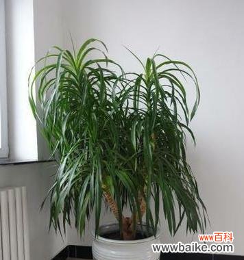 探索龙血树的风水禁忌与摆放技巧 龙血树