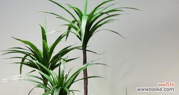 探索龙血树的风水禁忌与摆放技巧 龙血树