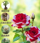 探索不同颜色玫瑰花的隐藏意义 各色玫瑰花的寓意与花语