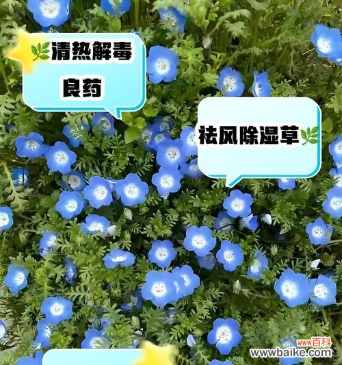 探索以婆婆纳的花语意义与象征 以婆婆纳的花语是什么