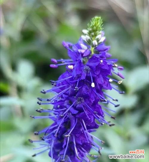 探索以婆婆纳的花语意义与象征 以婆婆纳的花语是什么