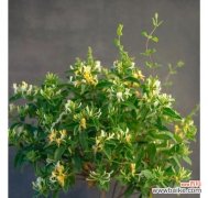 打造美丽的仙人掌花园 养仙人掌的要注意事项