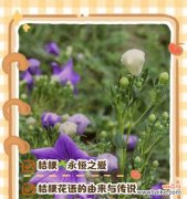 探索桔梗在风水中的神奇力量 桔梗风水的寓意与作用