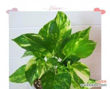 探寻绿萝的寓意和神奇力量 绿萝