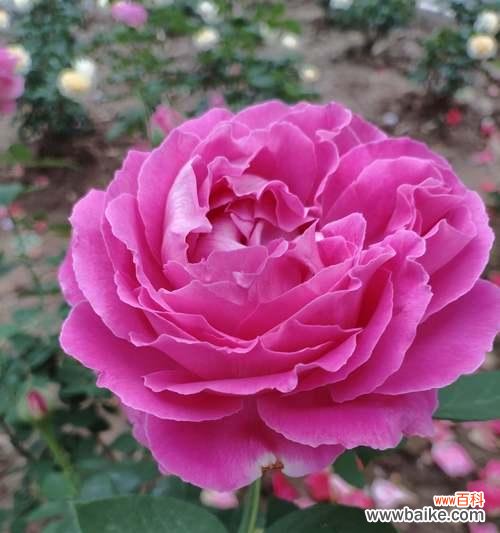 以花为语 牡丹开花，生命的绽放