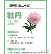 以花为语 牡丹开花，生命的绽放