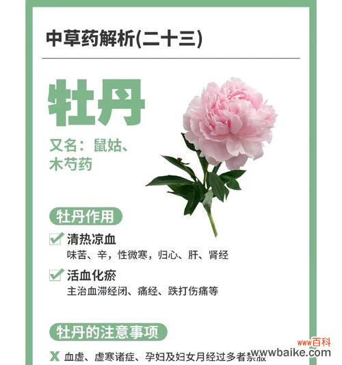 以花为语 牡丹开花，生命的绽放