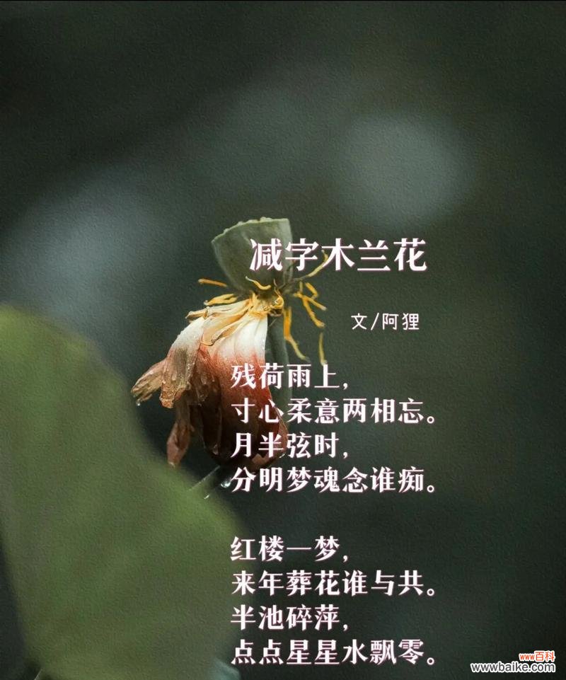 探寻木兰花花语的含义及其对人生的启迪 木兰花花语的深刻寓意与生活启示