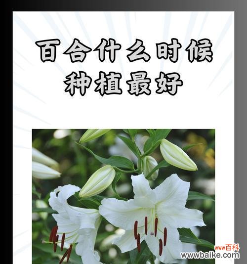 三头百合的神秘与美丽 百合花的花语传递爱与祝福