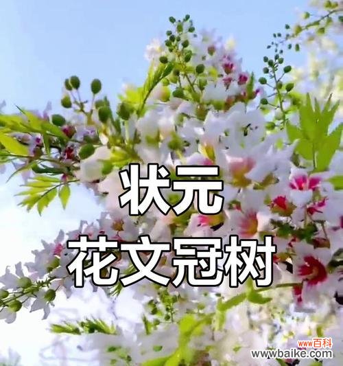 了解半冠树的特性及其在生态系统中的重要作用 探秘半冠树的奇妙之处
