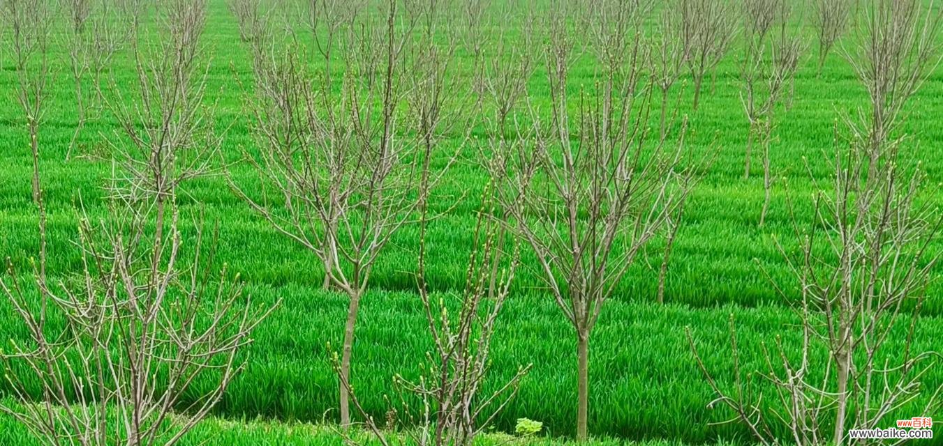 了解半冠树的特性及其在生态系统中的重要作用 探秘半冠树的奇妙之处