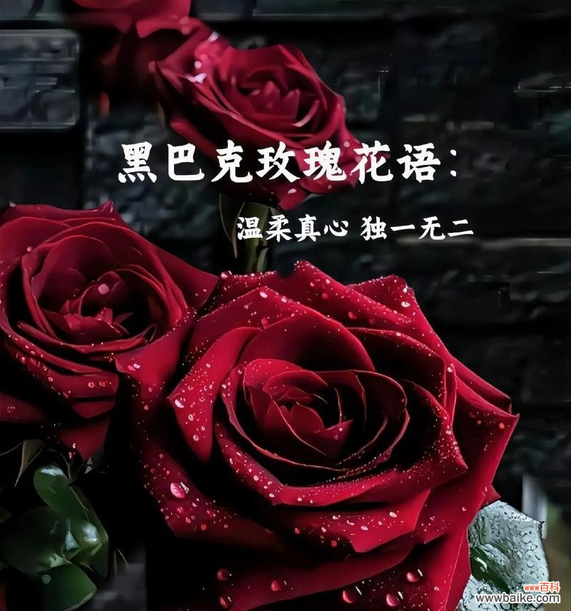 用花语诠释真爱 玫瑰花的真正含义